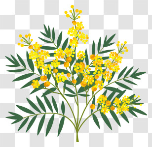 Mimosa Flower - Yellow Mimosa Flower Plant Illustration Transparent PNG