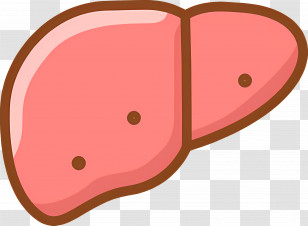 Cartoon Liver Illustration - Cartoon Liver Anatomy Illustration Transparent PNG