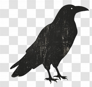 Raven - Black Crow Silhouette Transparent PNG