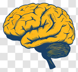 Brain Mind - Yellow Brain Illustration For Knowledge And Mind Concepts Transparent PNG