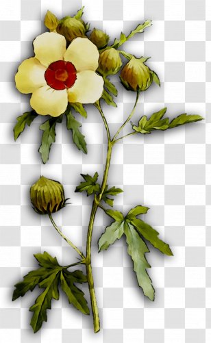 Rose Family Floral Design Plant Stem - Austrian Briar - Branching Transparent PNG