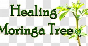 Drumstick Tree Oxygen Radical Absorbance Capacity Seed Moringa Ovalifolia Transparent PNG
