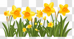 Daffodil Border - Spring Blooming Flowers Transparent PNG