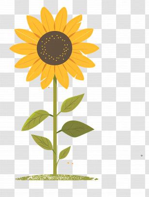 Sunflower - Bright Yellow Sunflower Transparent PNG