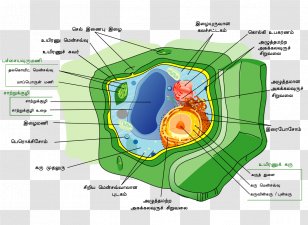 Plant Cell Wall Nucleus - Structure Transparent PNG