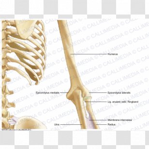 Bone Human Anatomy Arm Coronal Plane - Heart Transparent PNG