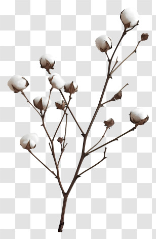 Fluffy Cotton Twig - Cotton Plant Branch Transparent PNG