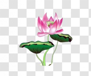 U756bu8377u82b1 Nelumbo Nucifera Hand Fan Ink Wash Painting - Floral Design - Rat Painted Green Lotus Leaf Flower Material Transparent PNG