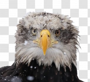 Sea Bird - Beak - Wing Falconiformes Transparent PNG
