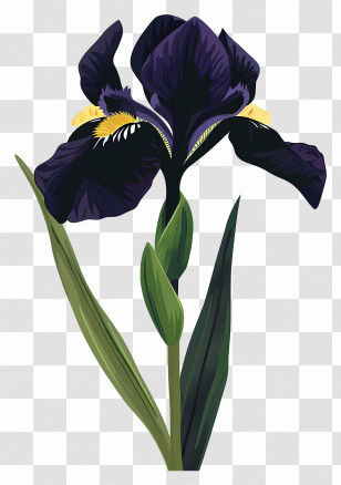 Iris - Purple Iris Flower Illustration Transparent PNG
