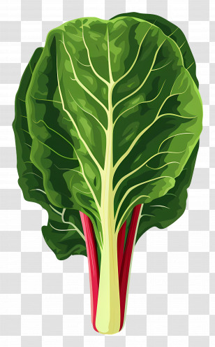 Chard - Vibrant Green Swiss Chard Leaf Illustration Transparent PNG