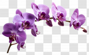 Orchid Flower - Beautiful Purple Orchid Flowers Transparent PNG