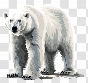 Polar Bear - White Polar Bear In Winter Habitat Illustration Transparent PNG