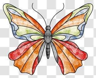 Cartoon - Colorful Butterfly Illustration With Vibrant Wings Transparent PNG
