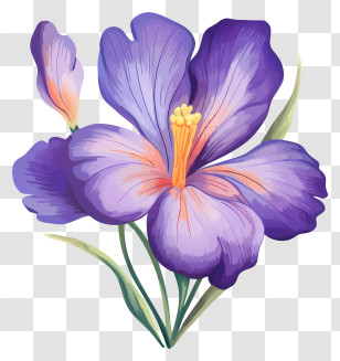 Flower - Purple Iris Floral Illustration In Botanical Style Transparent PNG