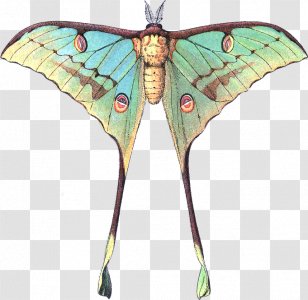 Top 45 Best Luna Moth Tattoo Ideas  2021 Inspiration Guide