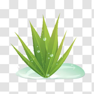 Aloe Vera - Aloe Vera Sprig With Water Droplets Transparent PNG