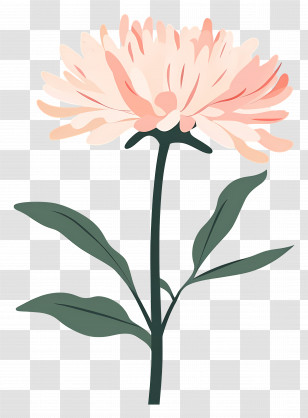 Pink Chrysanthemum Flower - Pink Chrysanthemum Flower Illustration Transparent PNG