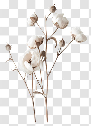 Cotton Flower - Cotton Plant Branch Transparent PNG