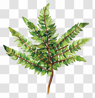 Fern Leaf - Illustrated Green Fern Leaf Design Transparent PNG