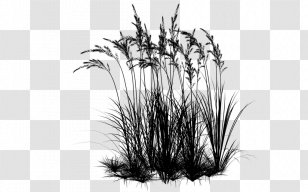 Desktop Wallpaper Computer Commodity Grasses - Tree Transparent PNG