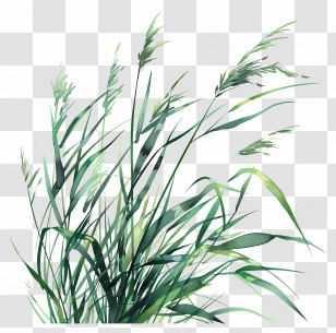 Grass - Lush Green Grass Illustration Transparent PNG