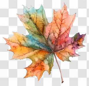 Watercolour Leaf - Autumn Maple Leaf Watercolor Illustration Transparent PNG