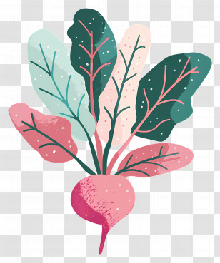 Beetroot - Bright Pink And Green Beetroot With Leaves Illustration Transparent PNG