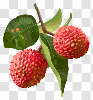 Lychee - Lychee Fruit Illustration With Leaves Transparent PNG