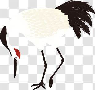 Bird - Elegant Crane Bird Transparent PNG
