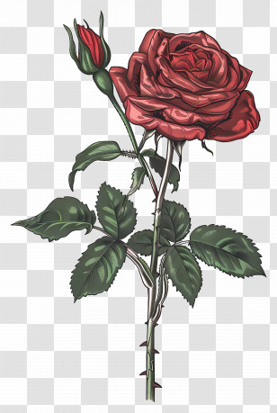 Rose Flower - Red Rose Illustration With Stem And Green Leaves Transparent PNG
