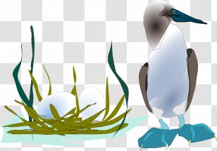 Seabird Gulls Blue-footed Booby Penguin - Bluefooted - Bird Transparent PNG