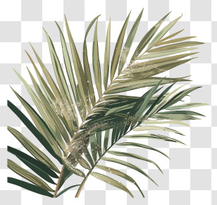 Palm Branches - Palm Leaves Illustration Transparent PNG