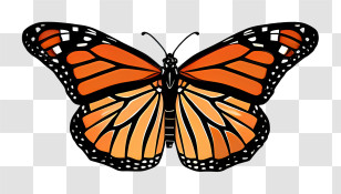 Monarch Butterfly - Orange And Black Monarch Butterfly Transparent PNG