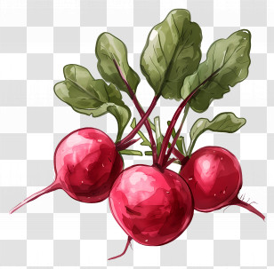 Radish - Fresh Bunch Of Radishes Illustration Transparent PNG