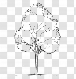 Tree - Tree Outline Drawing With Simple Style Transparent PNG
