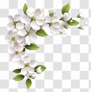 Flower Banner - White Blossoming Flowers Transparent PNG