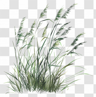 Grass - Illustration Of Tall Grass Blowing In The Wind Transparent PNG