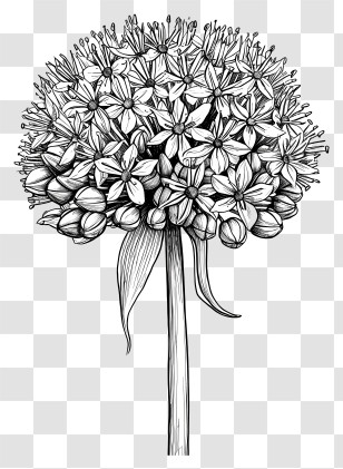 Allium Giganteum - Black And White Flower Drawing Transparent PNG