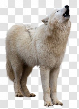 Arctic Wolf Clip Art - Greenland Dog - Fauna Transparent PNG