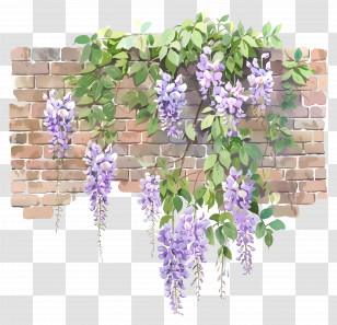 Hanging Wisteria - Purple Flower Vine Growing On Brick Wall Transparent PNG