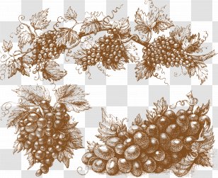 Muscadine Grape Wine Clip Art - Ampelography - Vector Grapes Transparent PNG