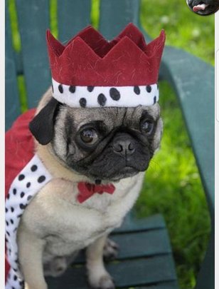 Pugs In Costumes Puppy Pet Animal - Toy Dog - Pug Transparent PNG