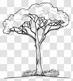 Tree - Tree Outline Drawing In Minimalist Style Transparent PNG