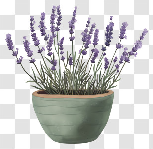 Lavender In Pot - Potted Lavender Plant With Purple Blossoms Transparent PNG