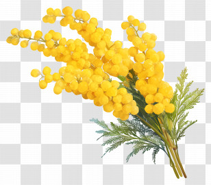 Mimosa Flower - Bright Yellow Mimosa Flower Bouquet Transparent PNG