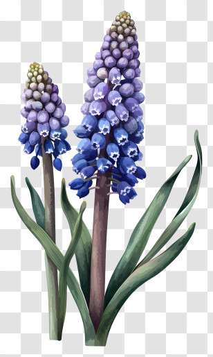 Grape Hyacinth Simplistic Vector Art - Purple Hyacinth Flowers Illustration Transparent PNG