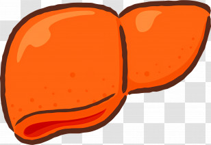 Liver - Orange Liver Illustration Transparent PNG