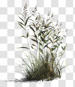 Meadow Grass - Tall Wild Plants Illustration Transparent PNG