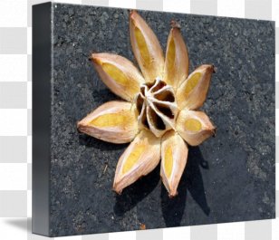 Maui Seed Bead Plant Hilo - Clusia - Seedpod Transparent PNG